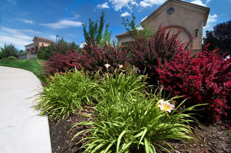 Choosing Drought Tolerant Plants Reno Green Landscaping