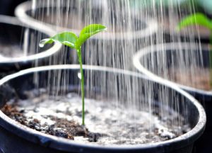 plant being overwatered