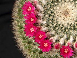 cactus desert plant