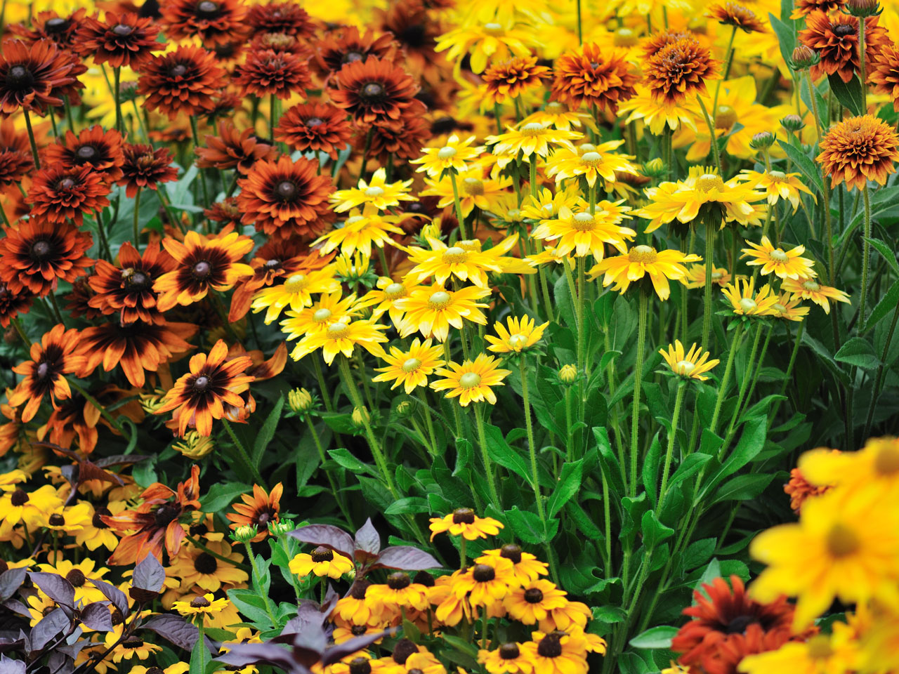 Perennials That Power Through Fall Reno Green Landscaping