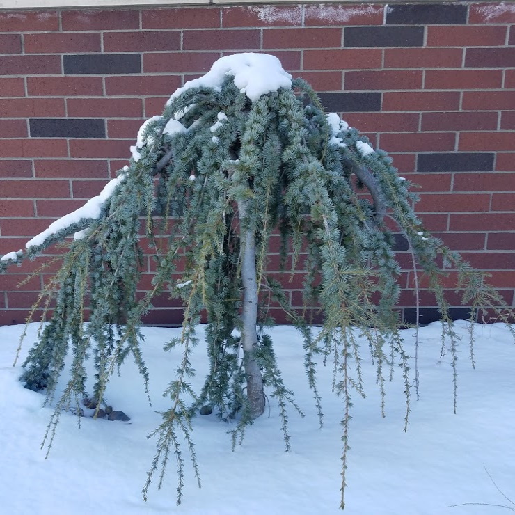 winter evergreen tree