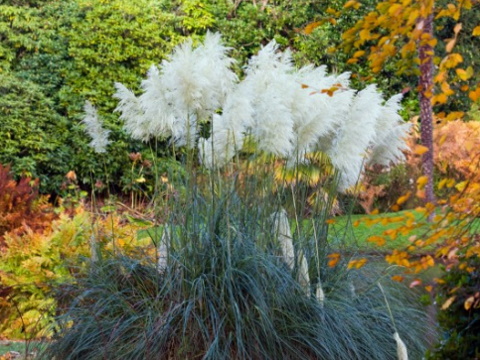 winter texture ornamental grass