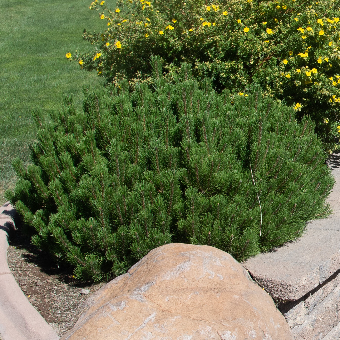 10 Winter Landscape Plants Reno Green Landscaping