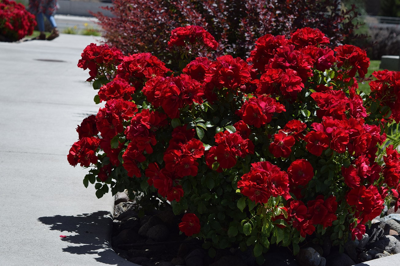 red shrub roses