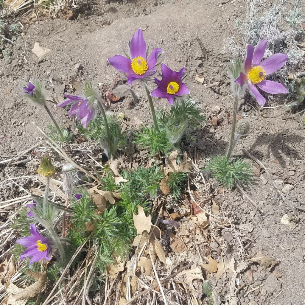 cold hardy pasque flower truckee