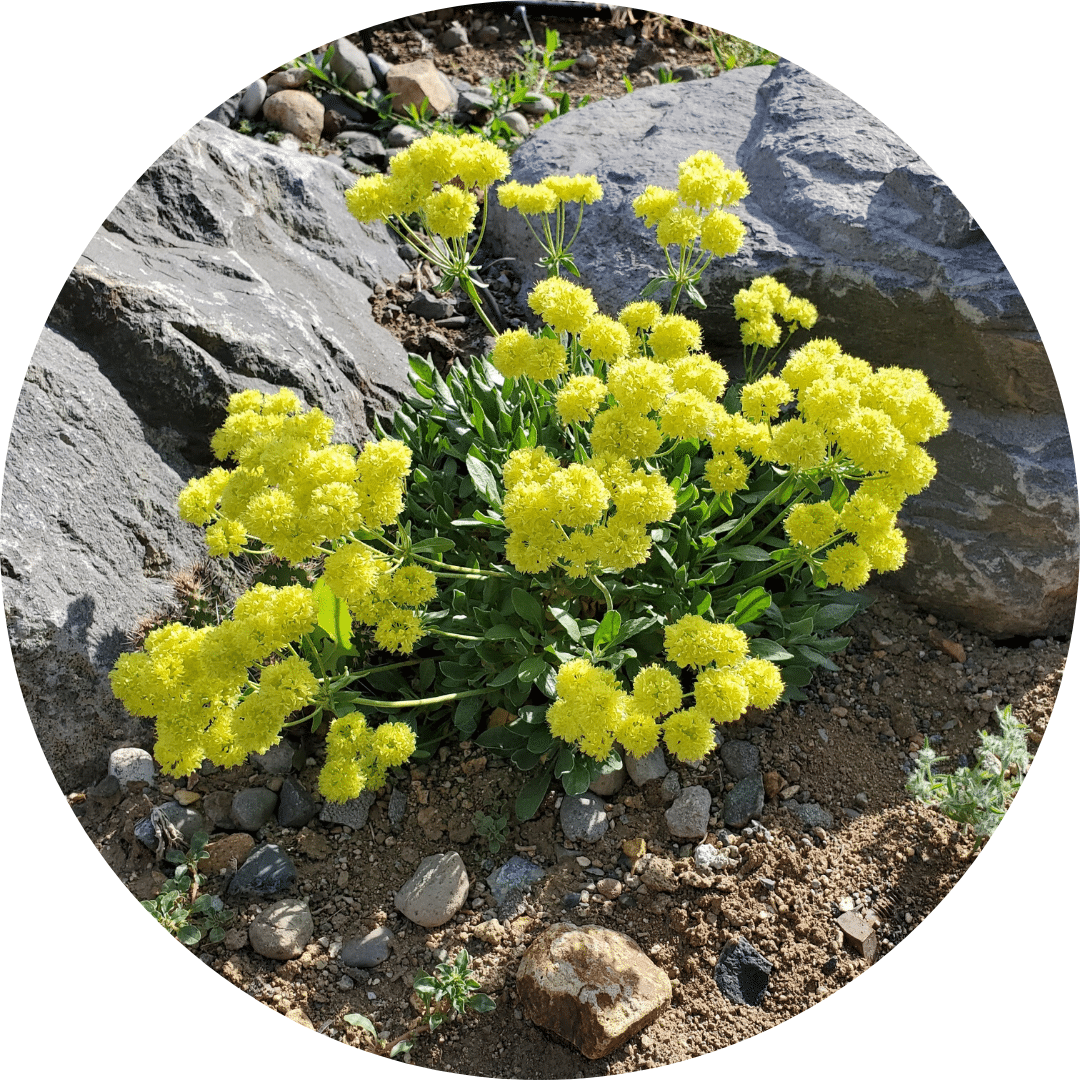 sulfur flower buckwheat native carson