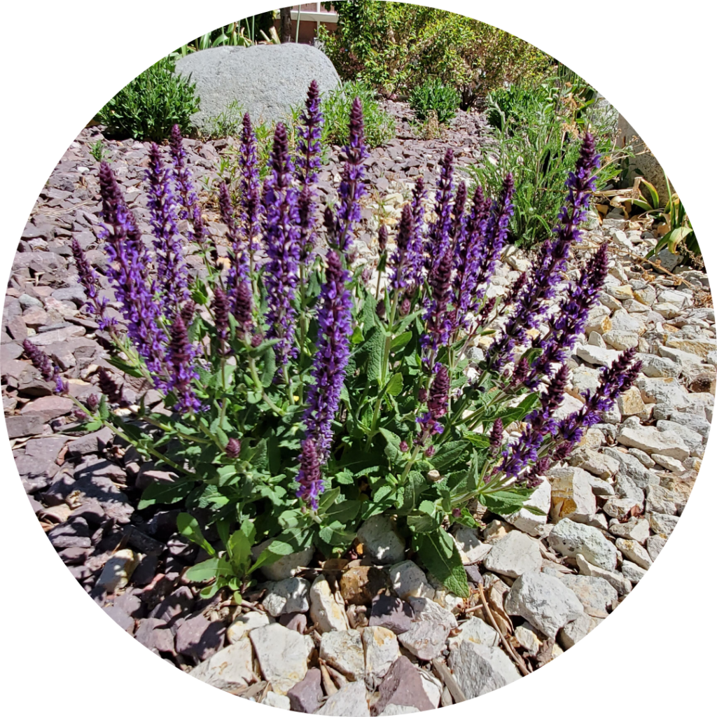 desert purple sage native carson