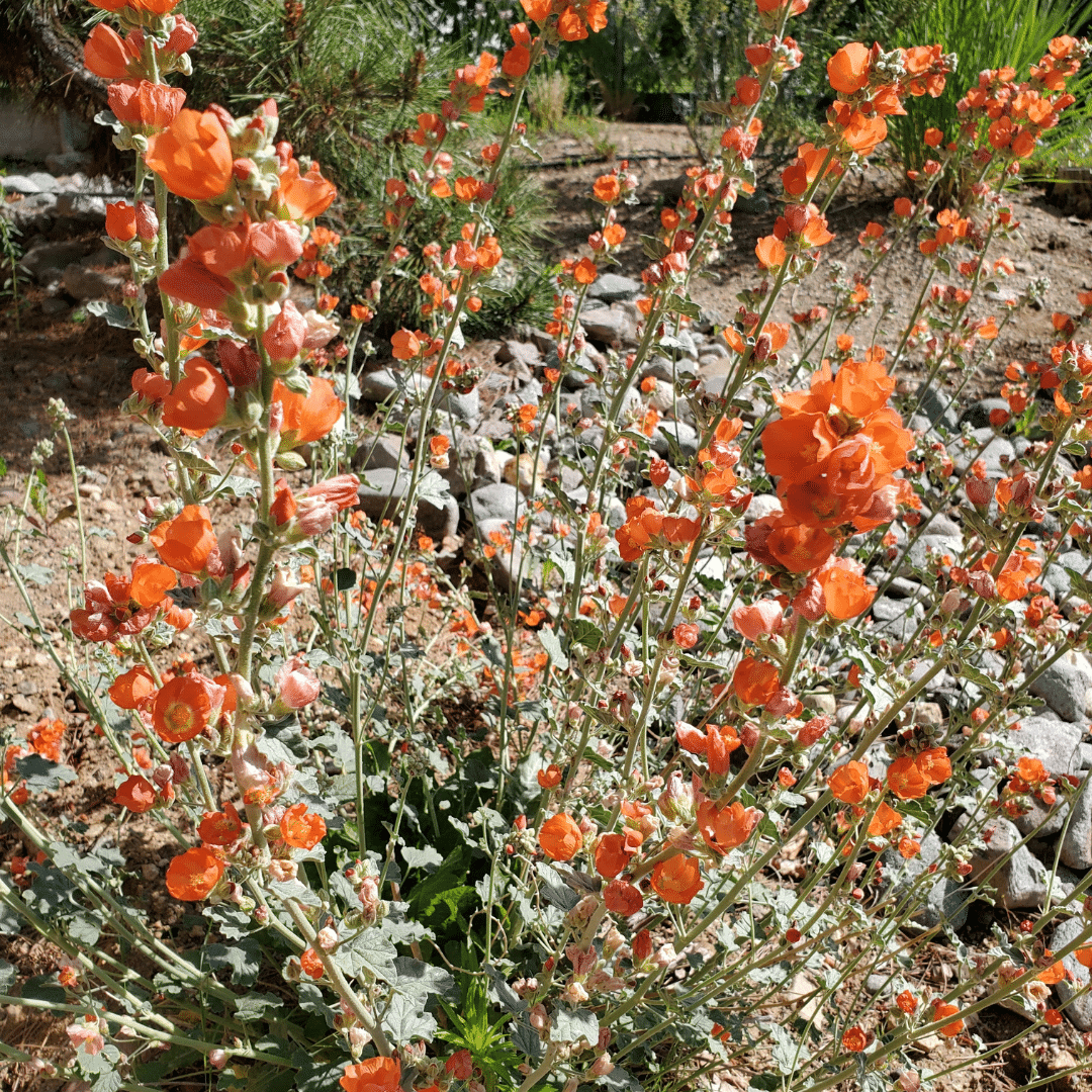 globemallow flower native plant