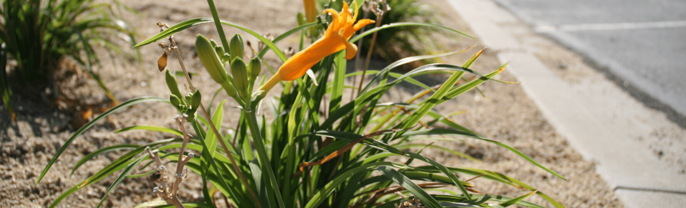 daylily low maintenance plant