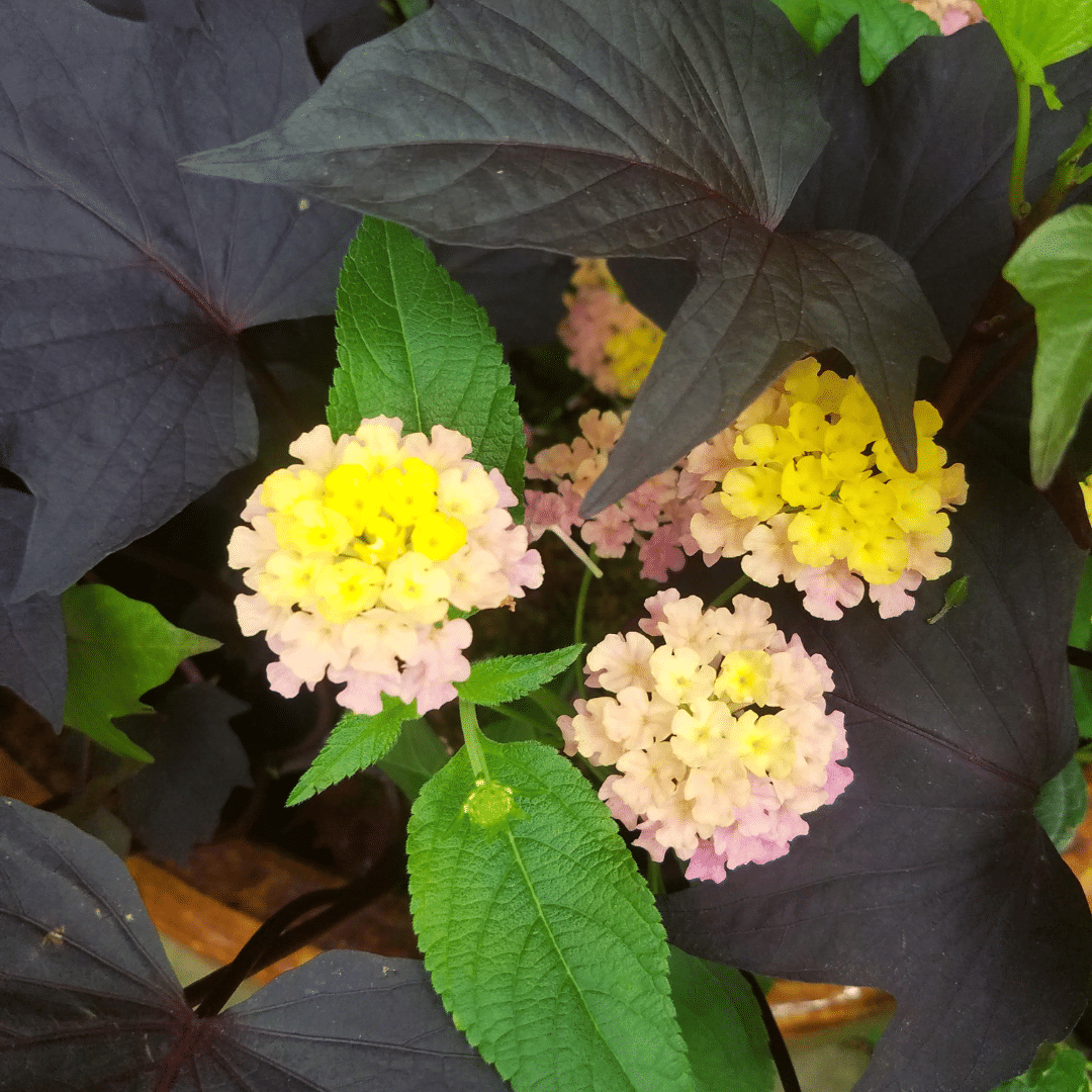 lantana ornamental potato flower