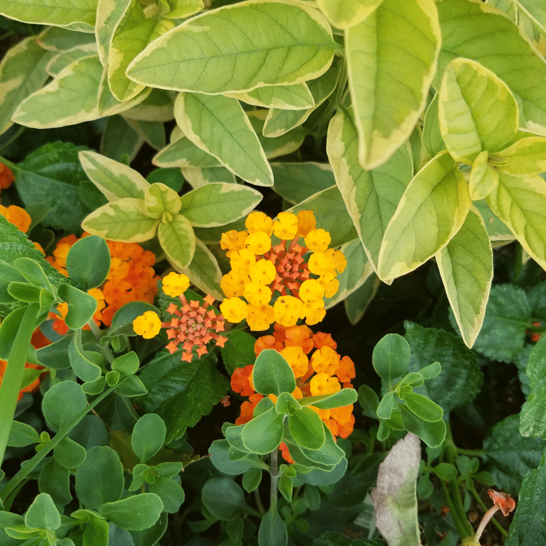 lantana orange and red flower