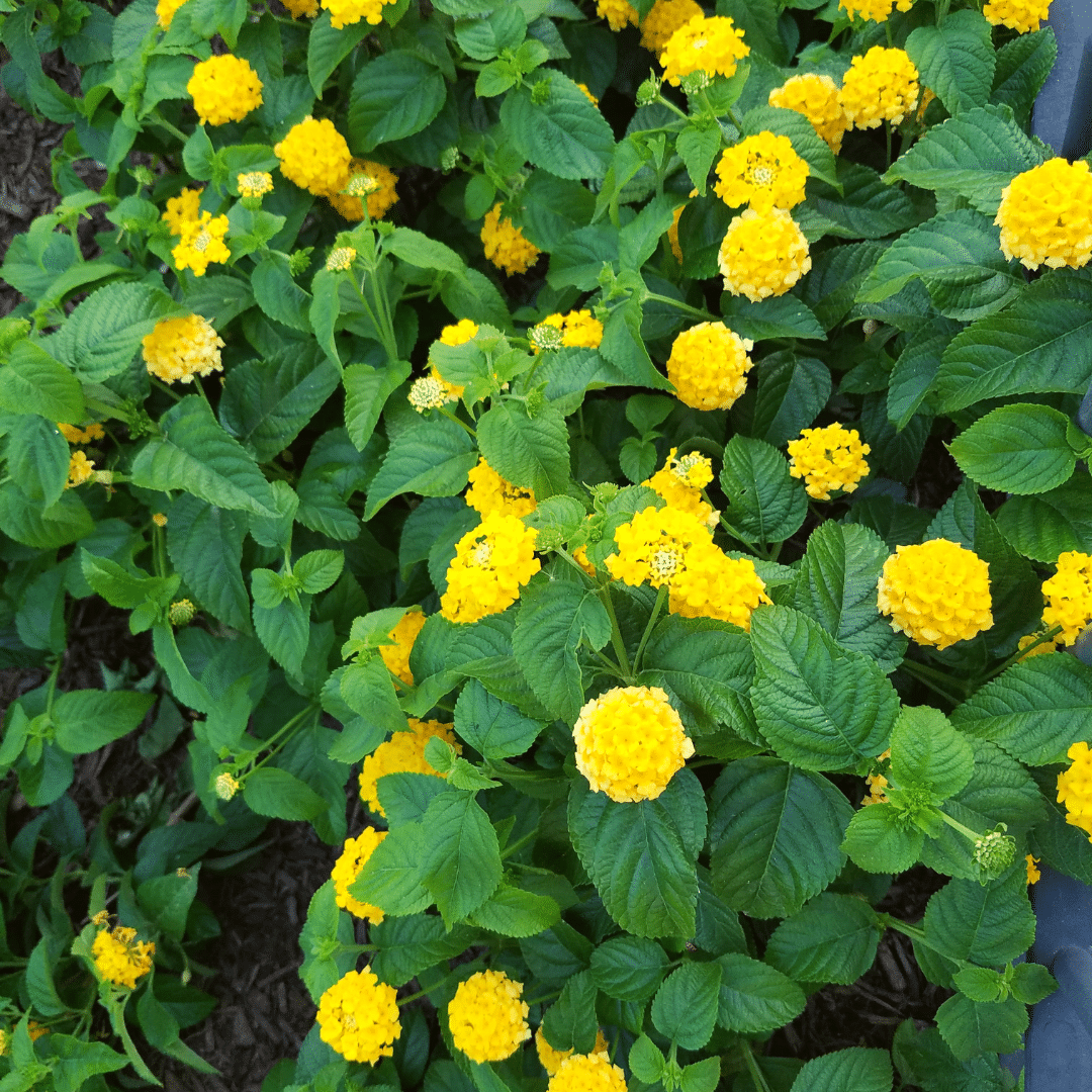 lantana yellow annual flower