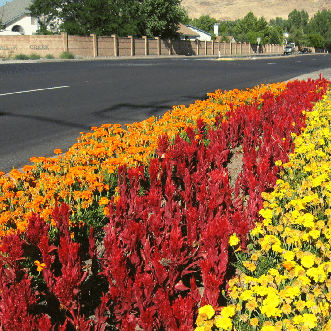 yellow and orange marigolds