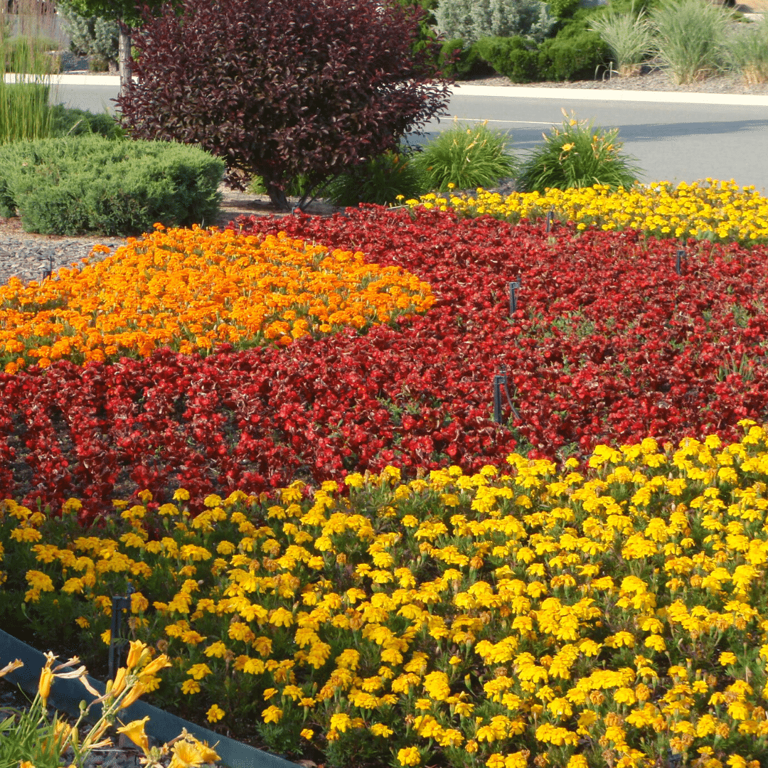 yellow and orange marigolds