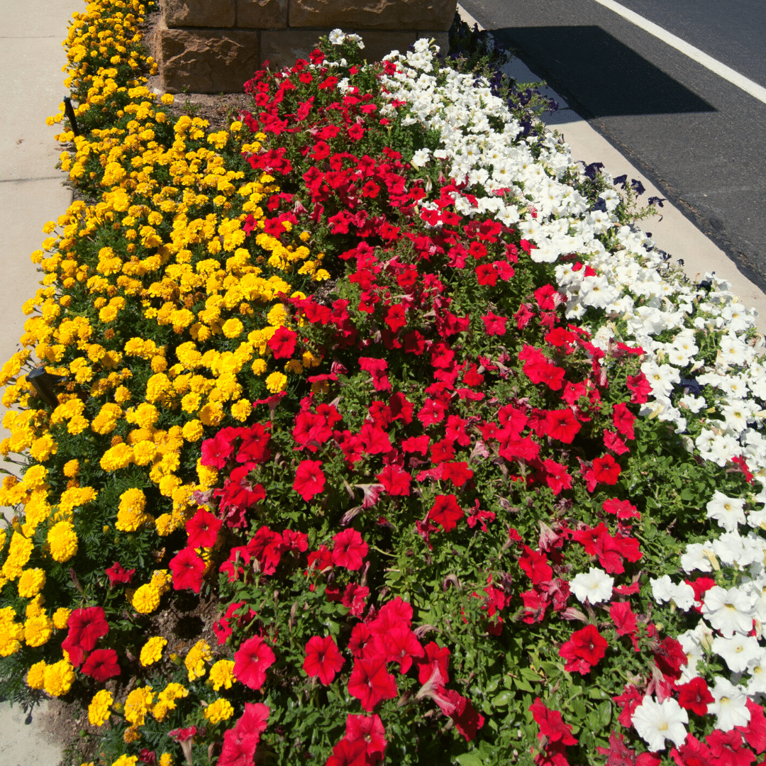 yellow marigolds with red and white petunias