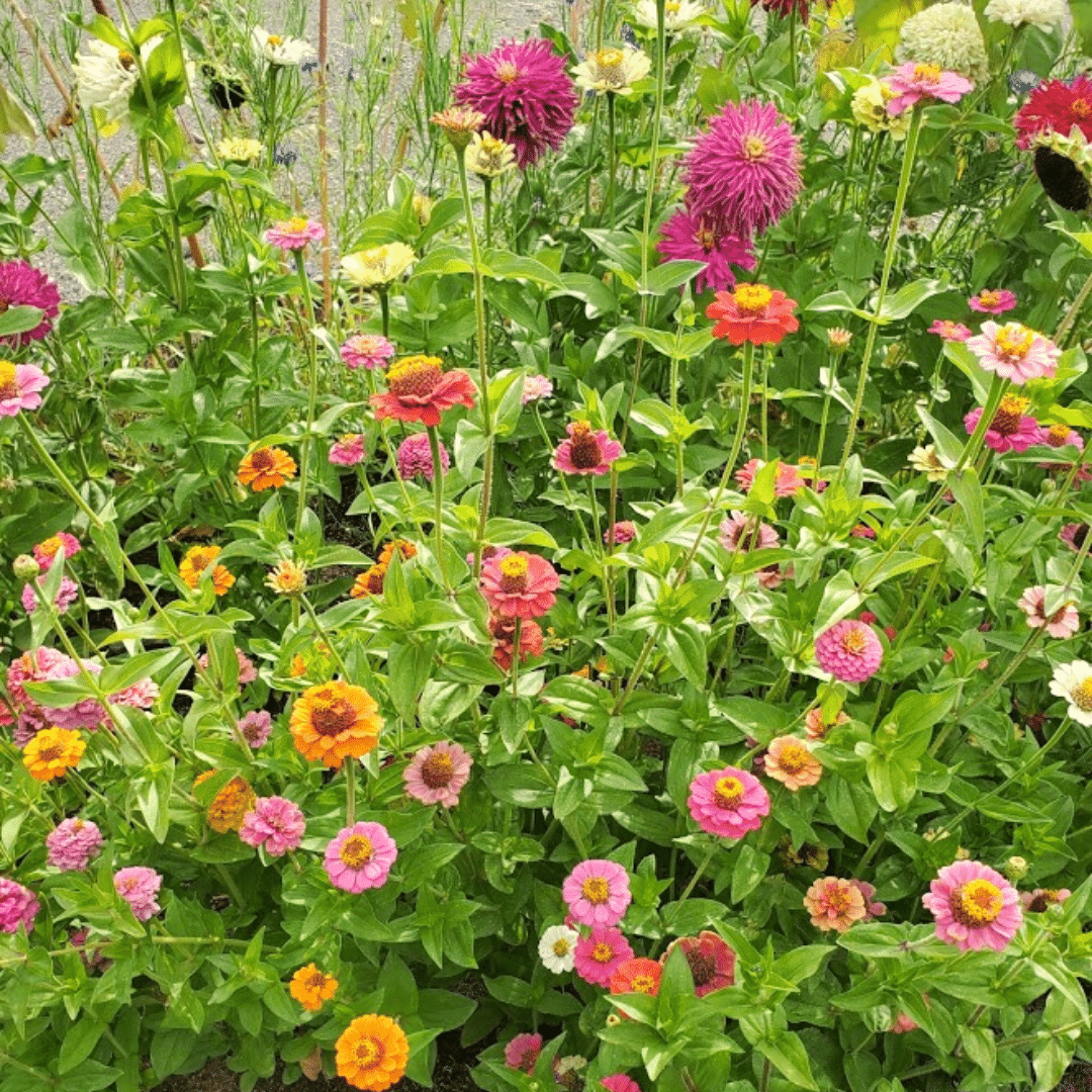 zinnias