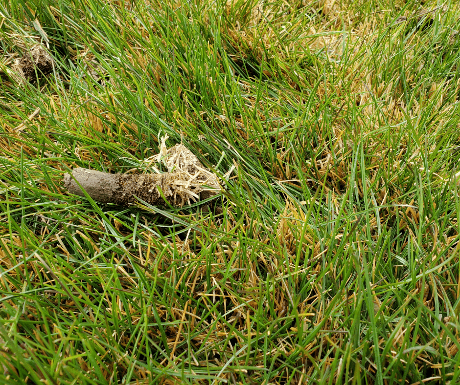 aeration core in lawn