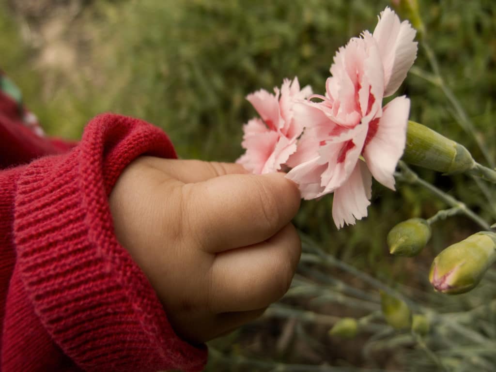childs hand picking flower
