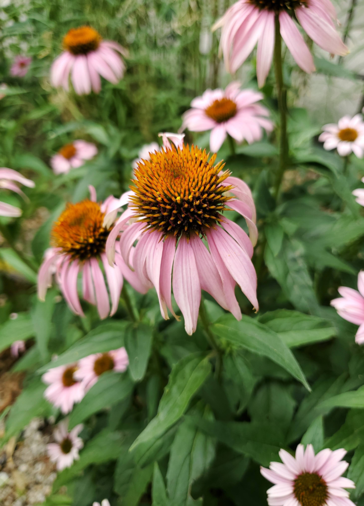 coneflower