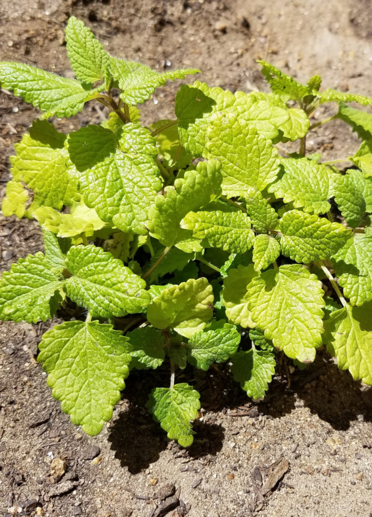 Creating a Medicinal Herb Garden | Reno Green Landscaping