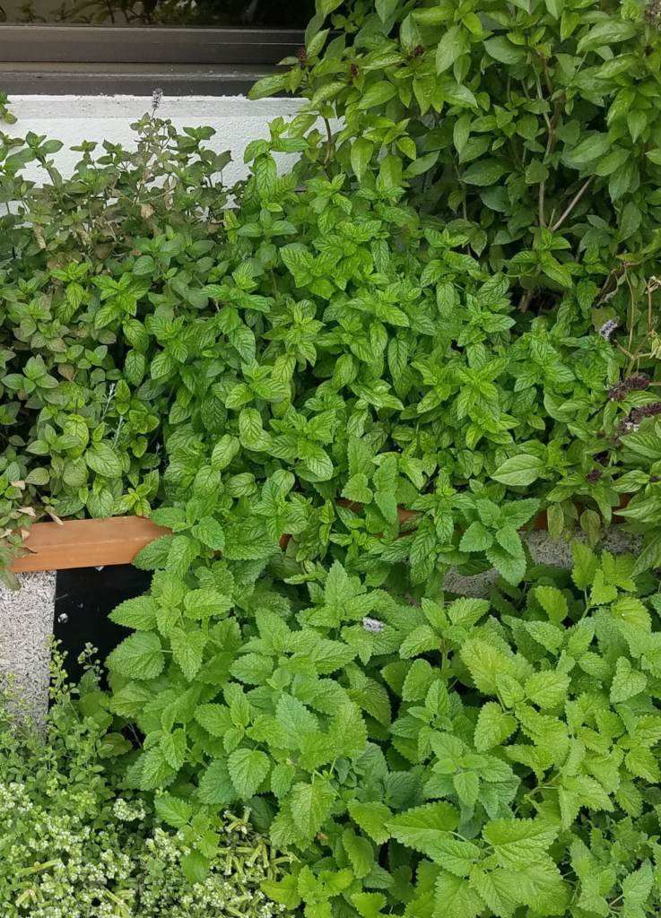 mint and lemon balm