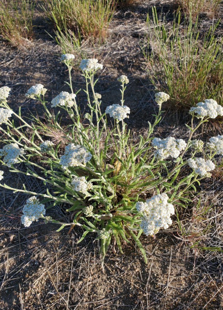 yarrow