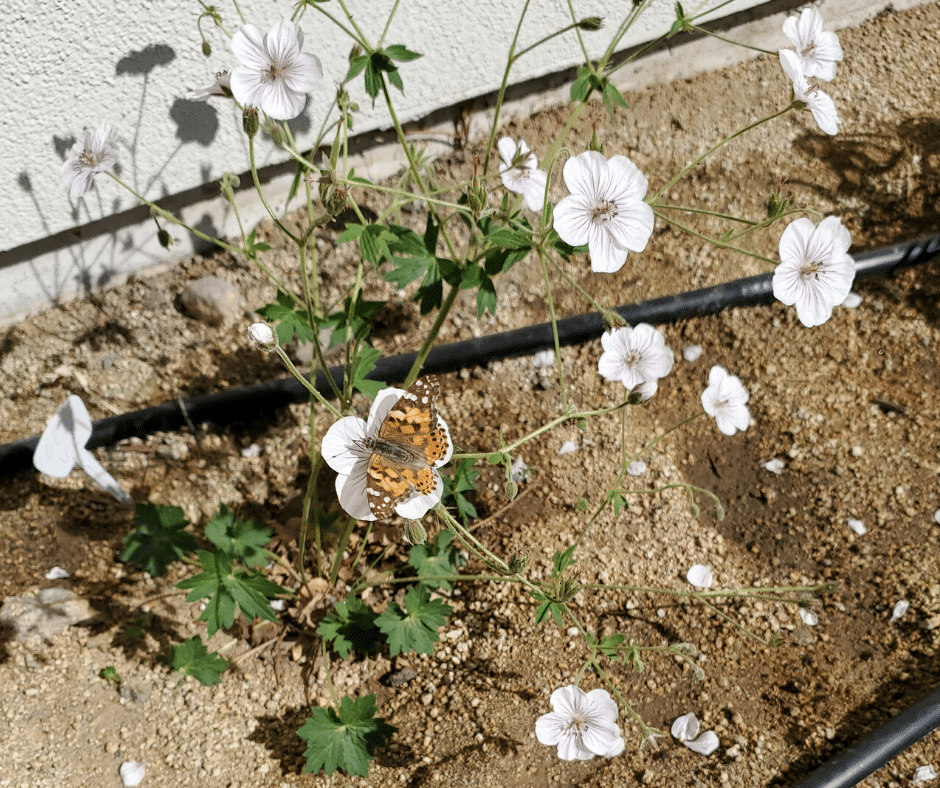 butterfly on sticky geranium