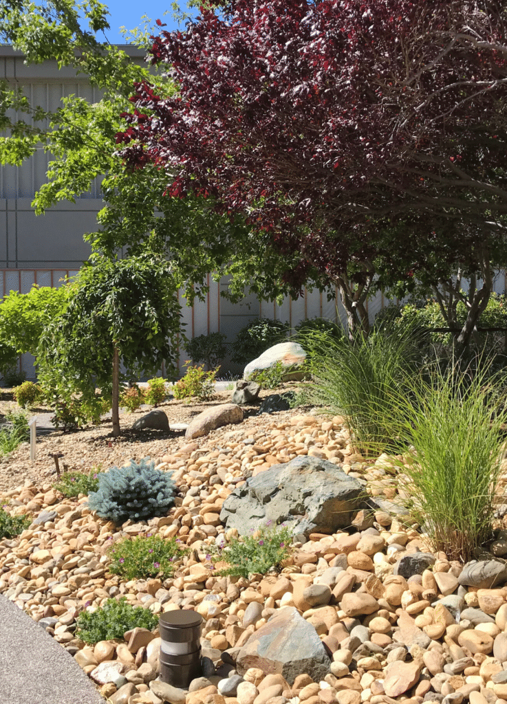 drip irrigation under rock mulch waters these trees and shrubs