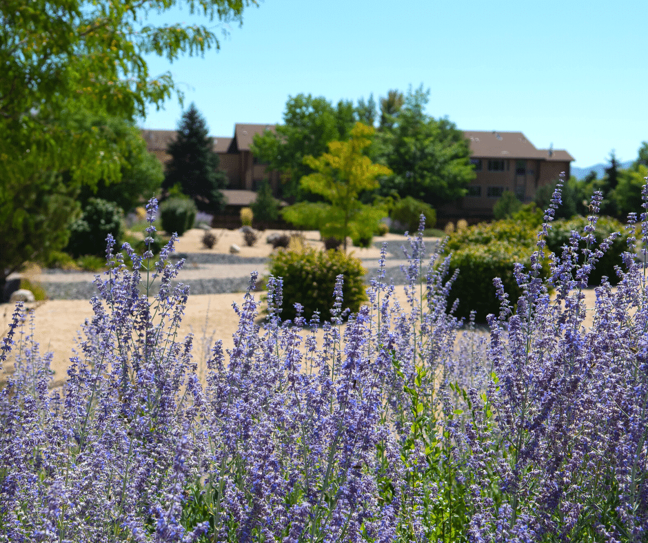 low water xeriscaping plants