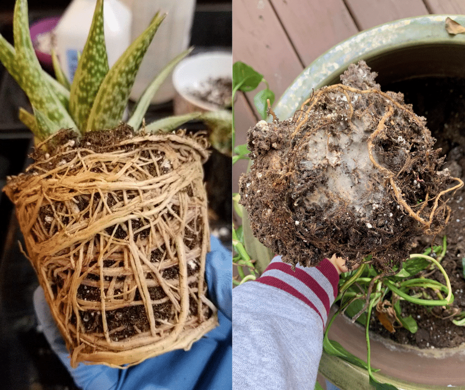 potting plants unhealthy roots