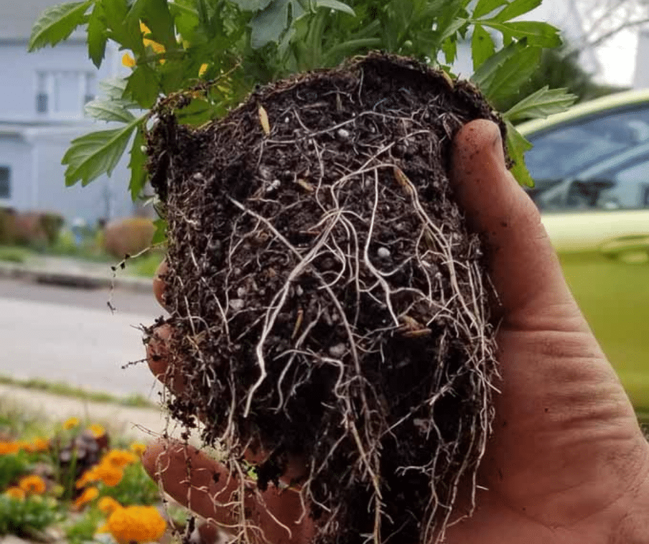 healthy roots