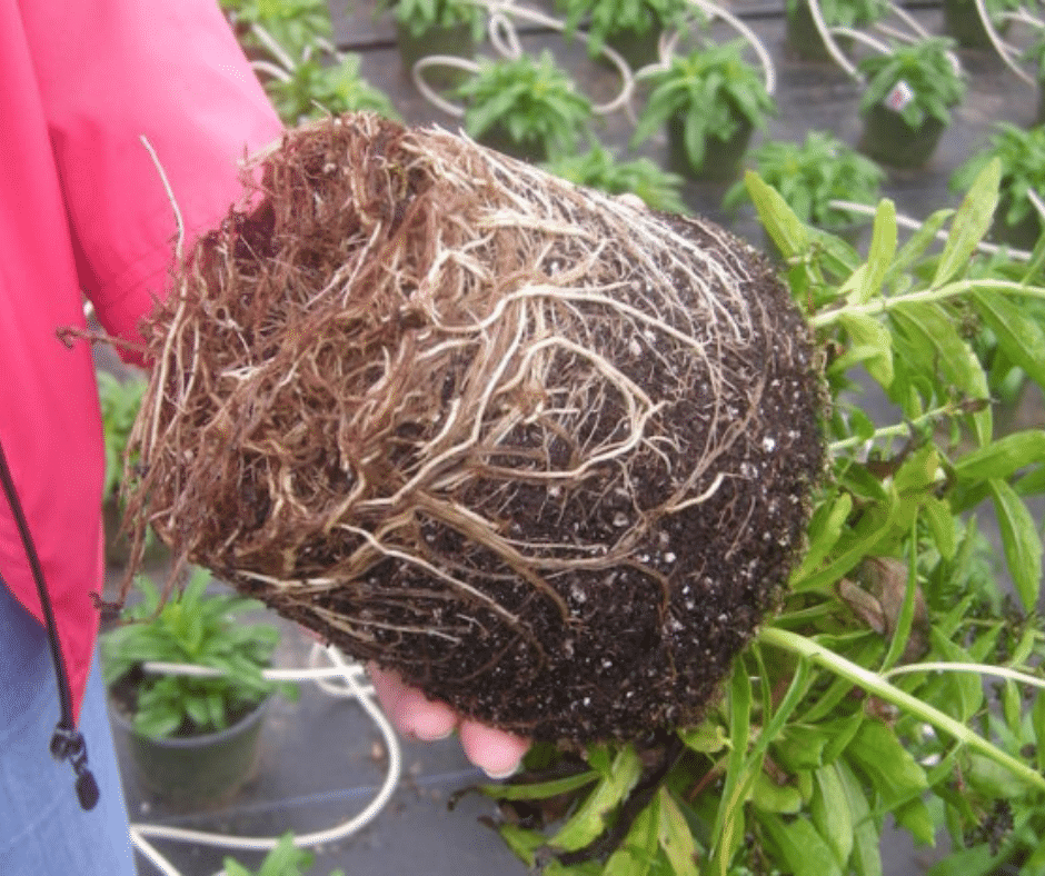 rotting roots potting plants