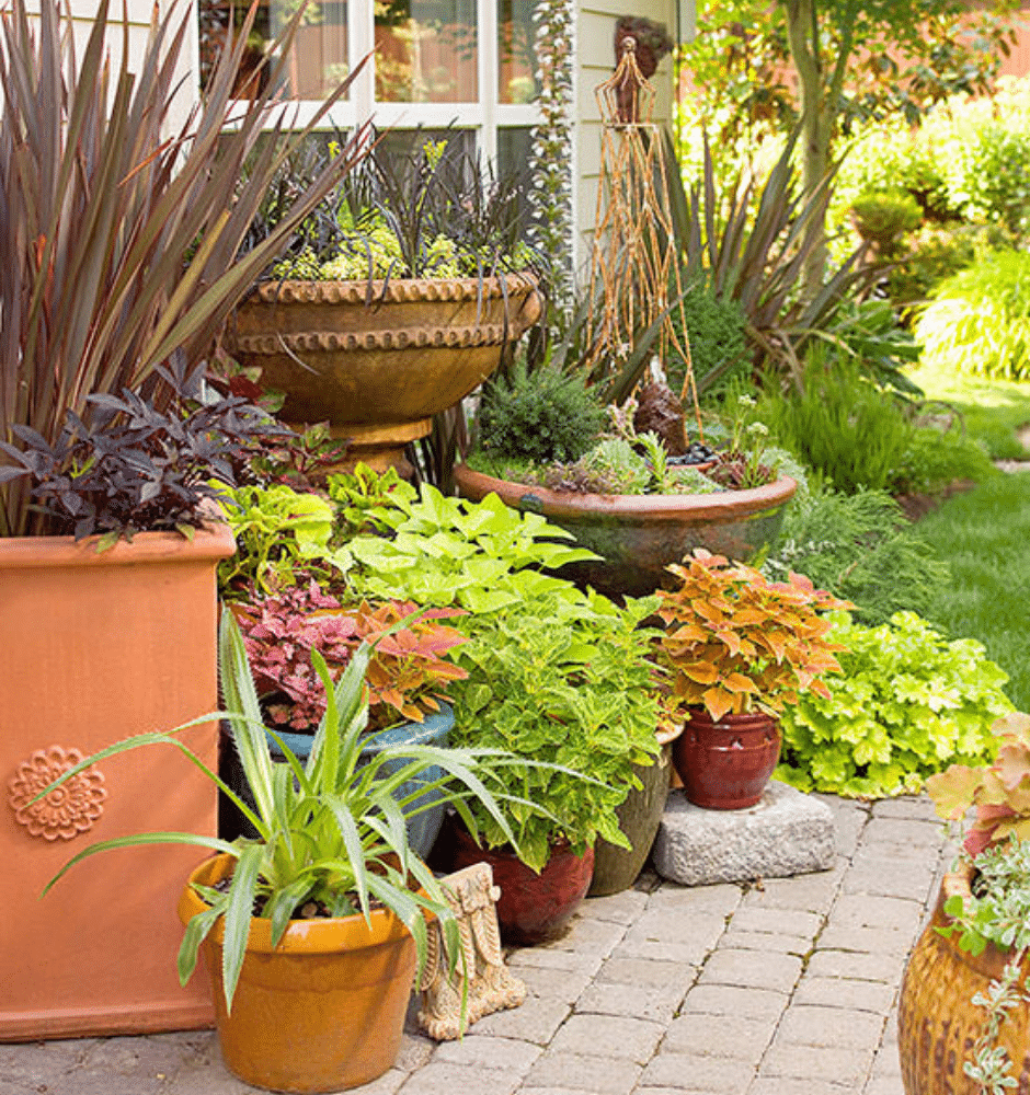 Container plants store