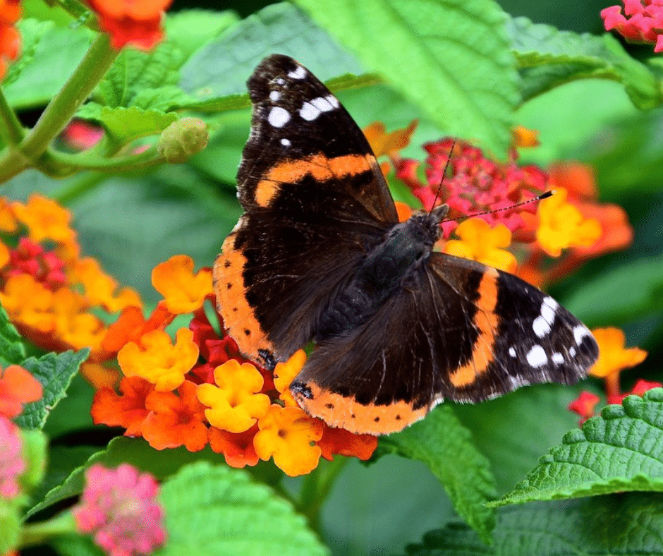 Garden containers for every season summer container flowers lantana butterfly