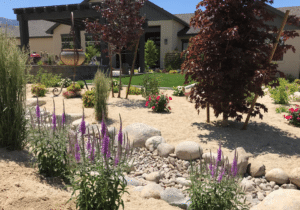 xeriscaping low water use plants